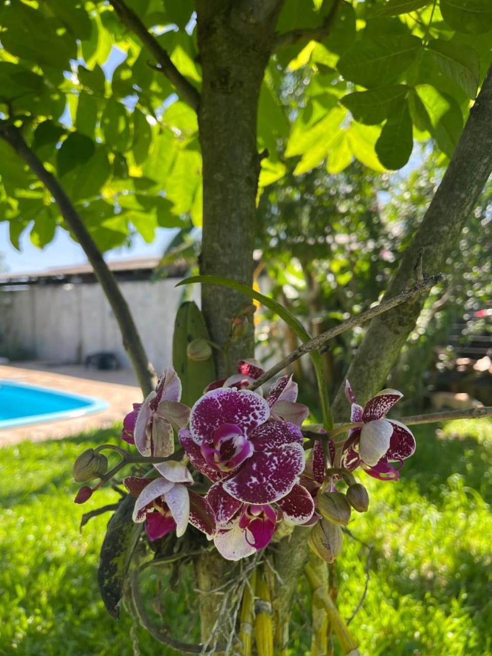 Recanto Magnolia Homestay